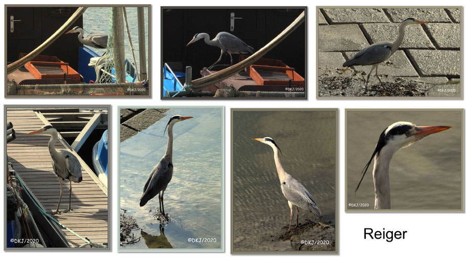 collage reiger